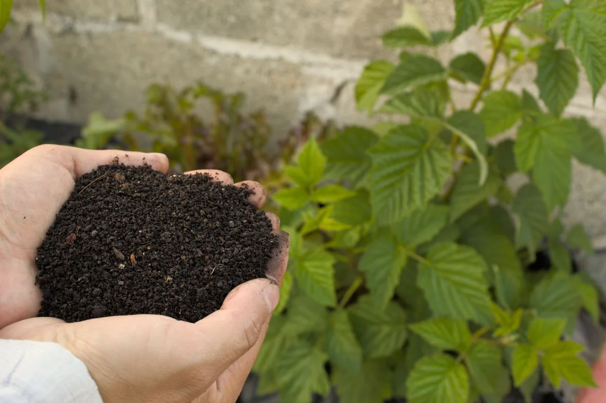 Mans sostendo compost fértil
