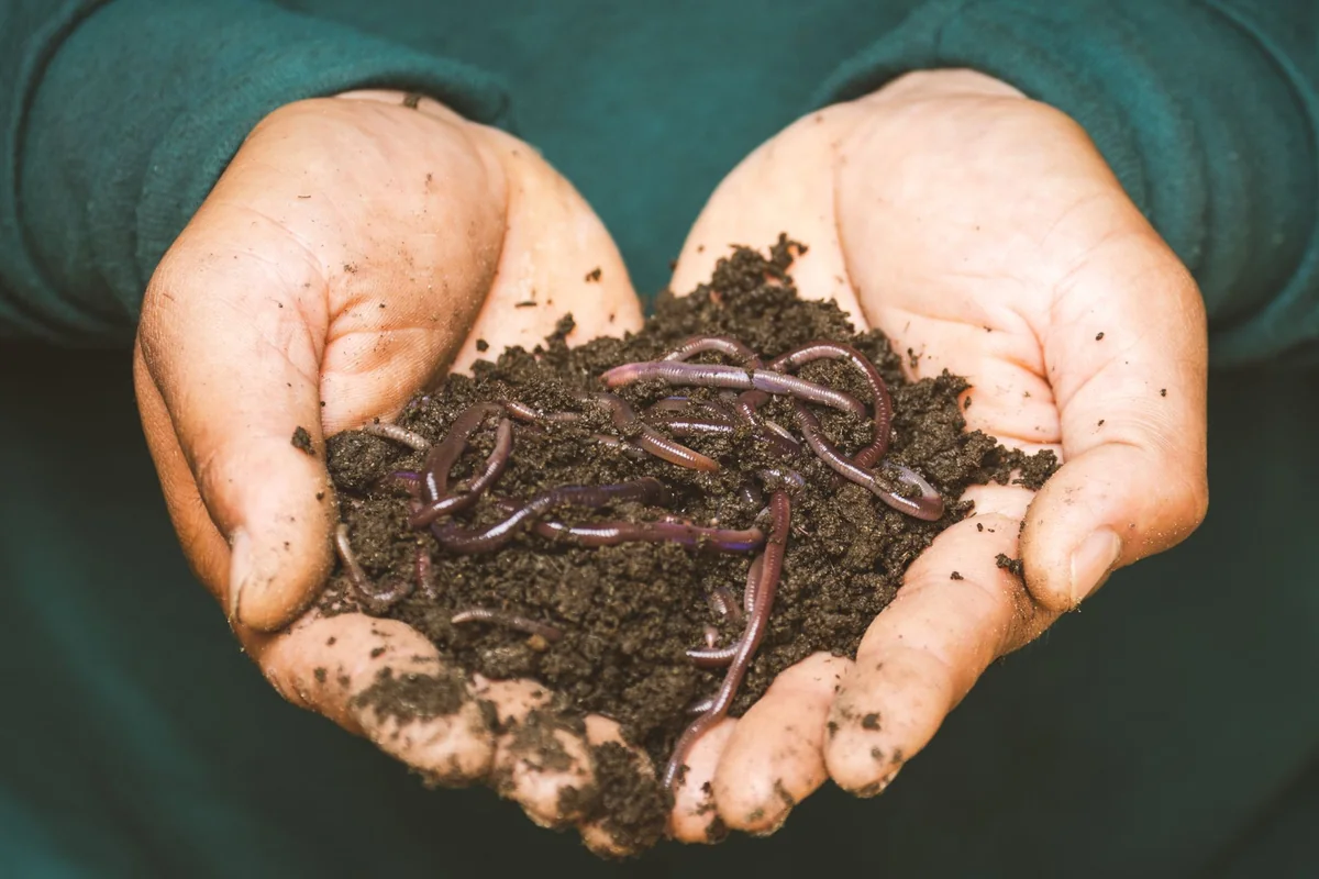 Lombrices para vermicompostaje