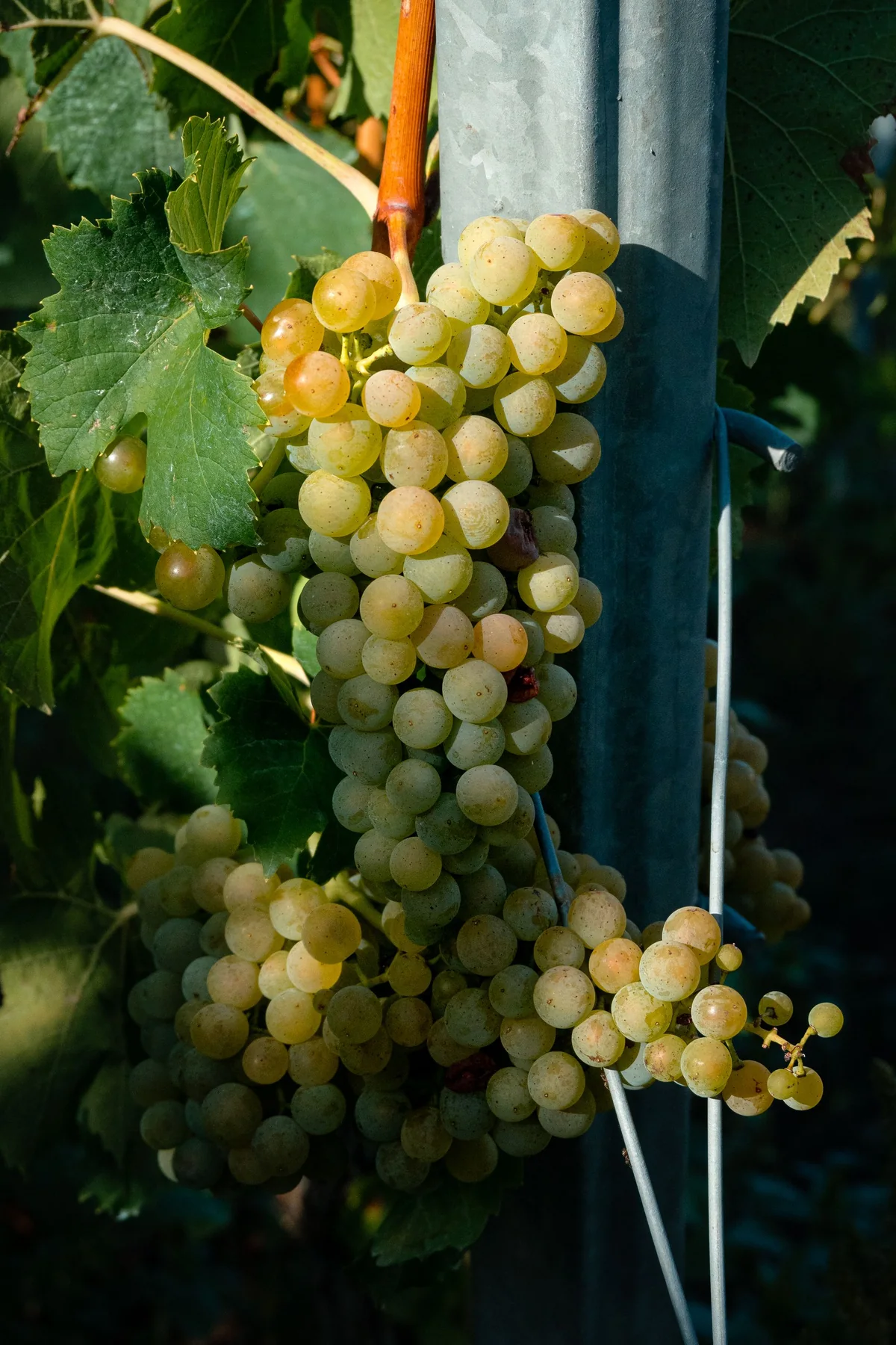 Racimo de uva blanca