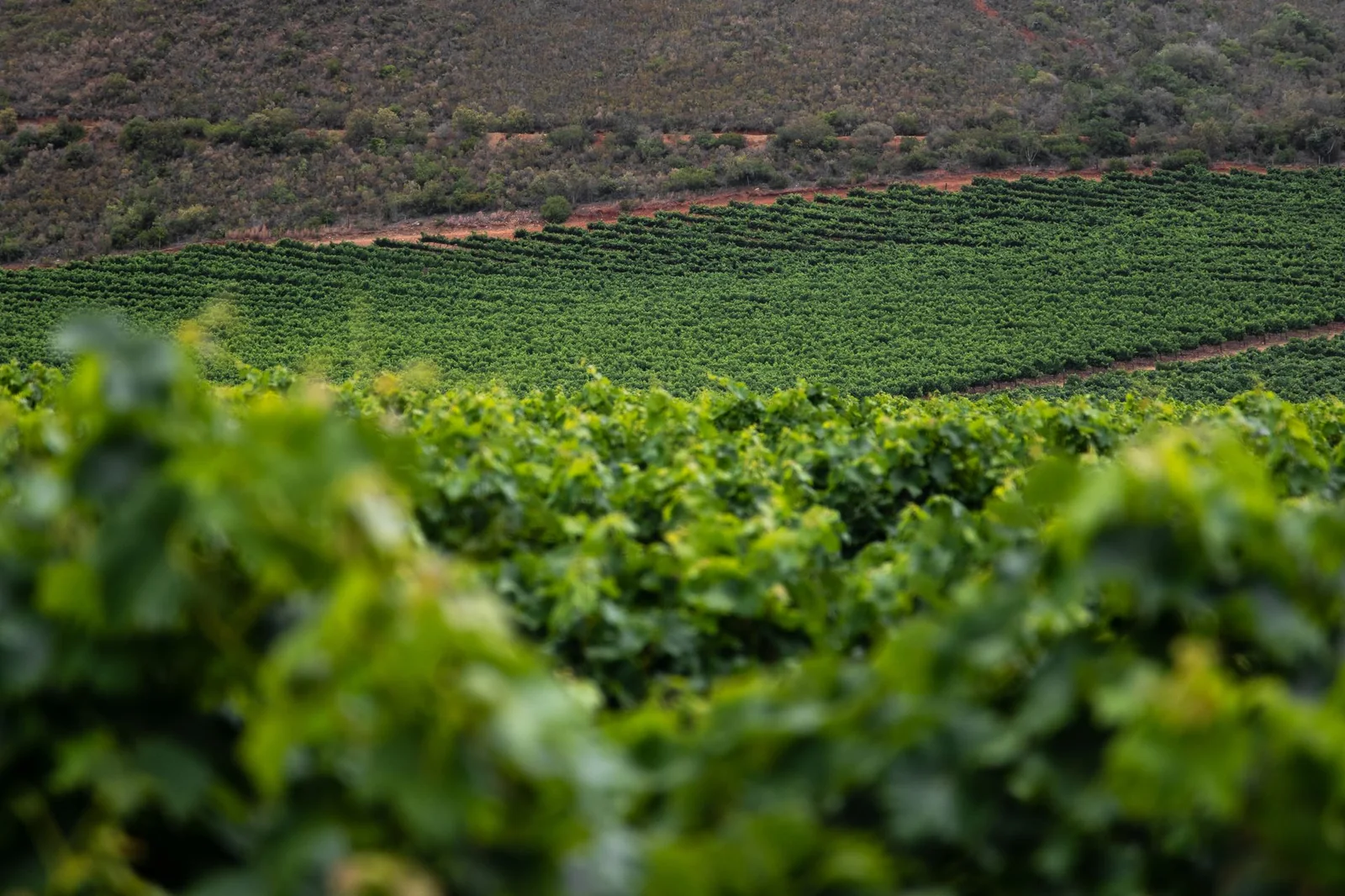 Ringleiras verdes dun viñedo atlántico
