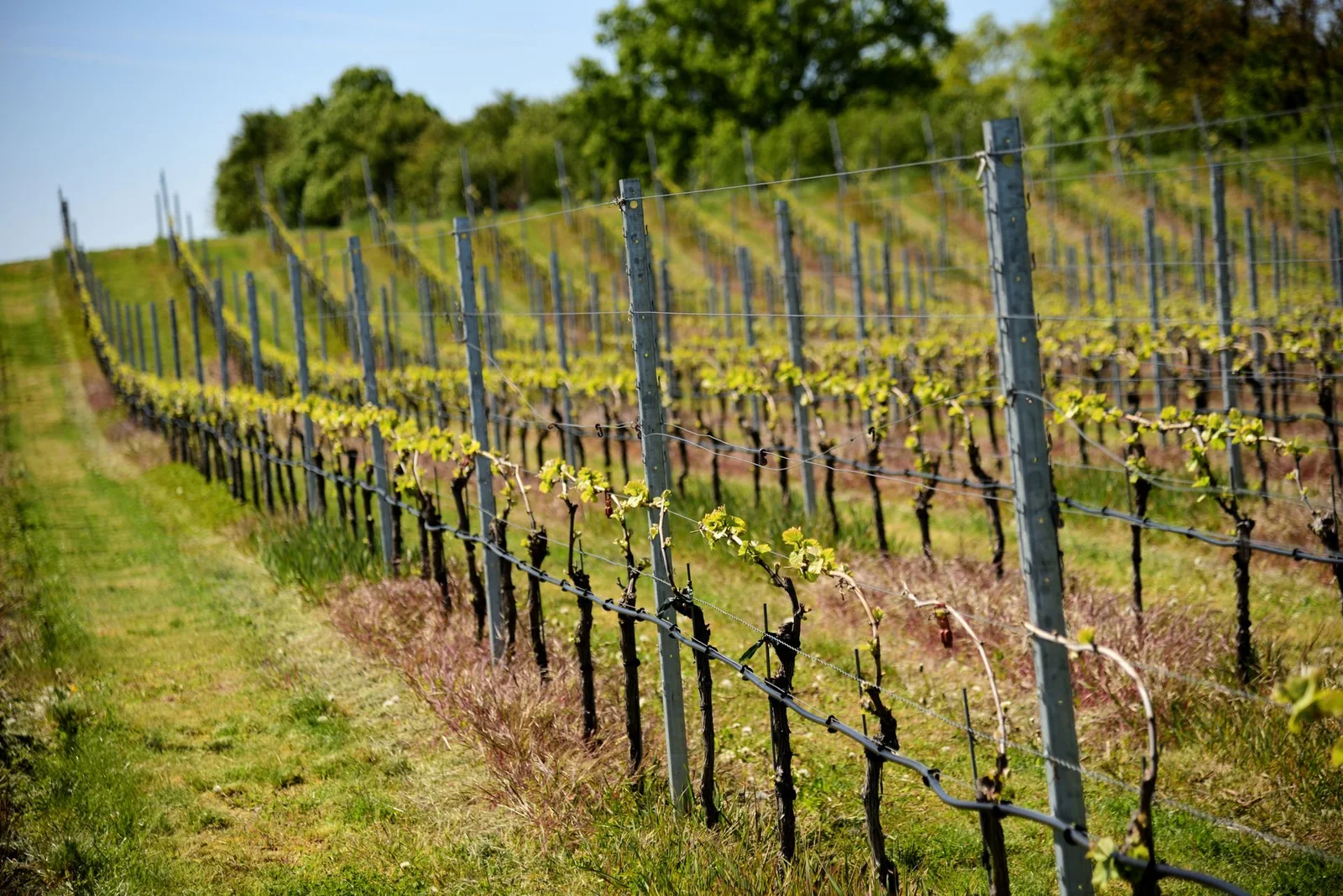 Viñedo en ladera